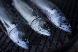 Mackerel © Gordon Bruce.